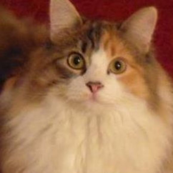 Meet your Posher, Connie - Picture 1 of 1
